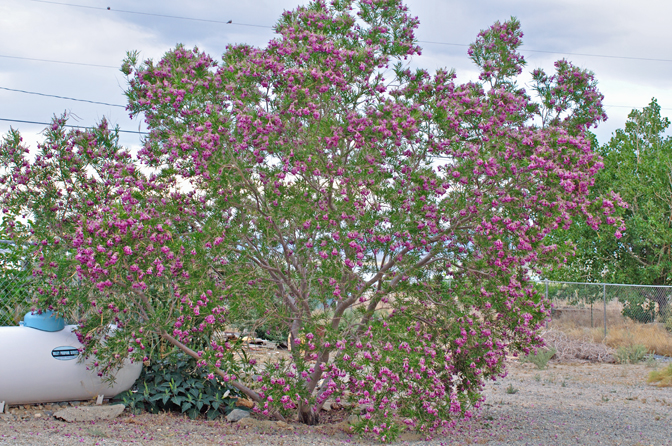 Desert Willow Seeds Chilopsi Tree/Bush with Orchid Like Flowers