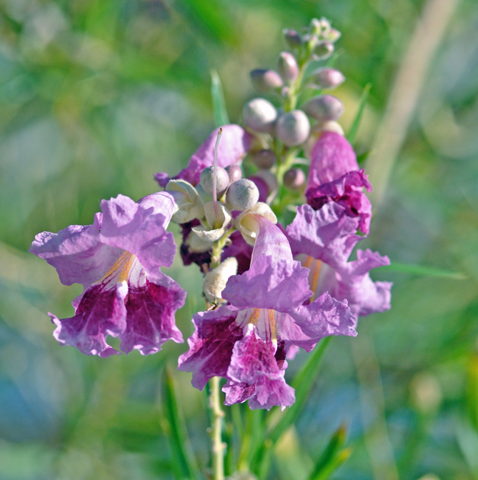 Desert Willow Seeds Chilopsi Tree/Bush with Orchid Like Flowers