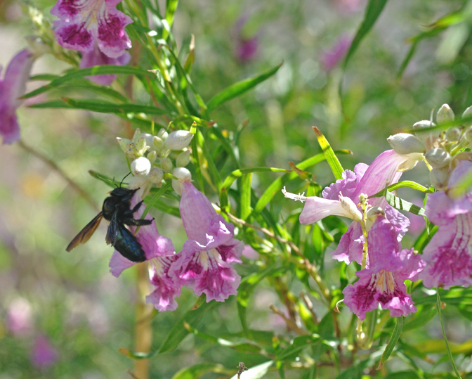 Desert Willow Seeds Chilopsi Tree/Bush with Orchid Like Flowers