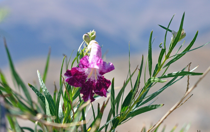 Desert Willow Seeds Chilopsi Tree/Bush with Orchid Like Flowers