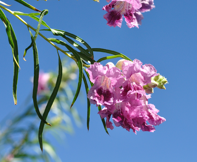 Desert Willow Seeds Chilopsi Tree/Bush with Orchid Like Flowers
