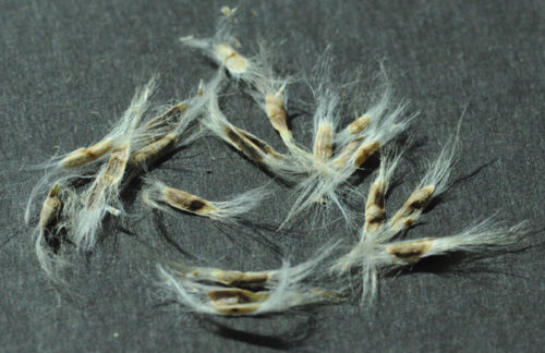 Desert Willow Seeds Chilopsi Tree/Bush with Orchid Like Flowers